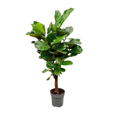 Ficus Lyrata verzweigt - Ø30cm - 160cm - Zimmerpflanze - Immergrün