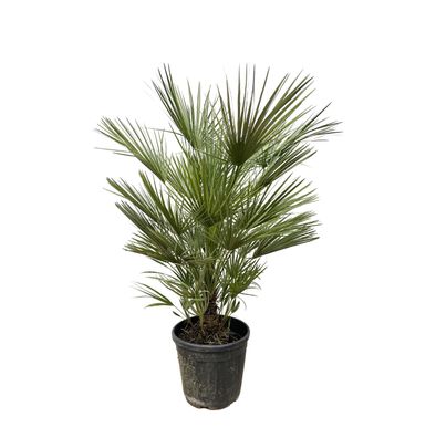 Chamaerops Humilis Strauch - Ø35cm - 140-150cm - Gartenpflanze