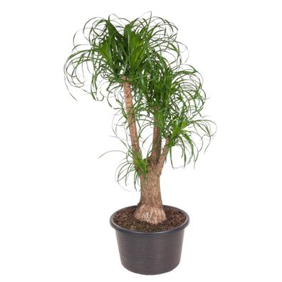 Beaucarnea verzweigt - Ø44cm - 130cm - Zimmerpflanze - Immergrün