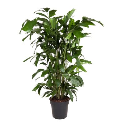 Caryota Mitis - Ø27cm - 130-140cm - Zimmerpflanze - Immergrün