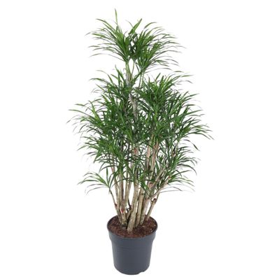 Dracaena Anita verzweigt - Ø31cm - 150-160cm - Zimmerpflanze - Immergrün