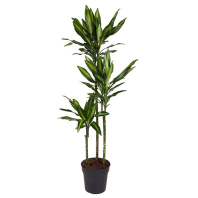 Dracaena Cintho - Ø24cm - 160cm - Zimmerpflanze - Immergrün