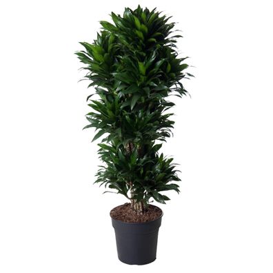 Dracaena Compacta verzweigt - Ø31cm - 130-140cm - Zimmerpflanze - Immergrün