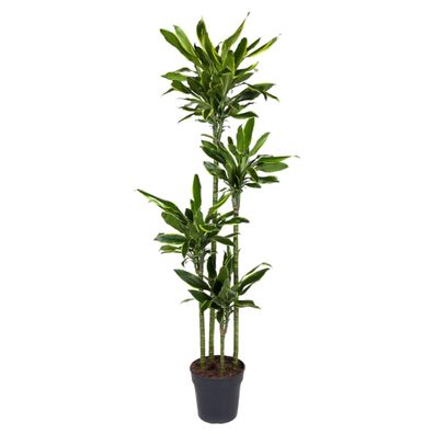 Dracaena Golden Coast - Ø27cm - 160-170cm - Zimmerpflanze - Immergrün