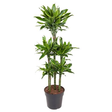 Dracaena Golden Coast - Ø31cm - 150cm - Zimmerpflanze - Immergrün