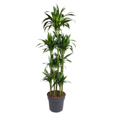 Dracaena Janet Craig Carrousel - Ø34cm - 180cm - Zimmerpflanze - Immergrün