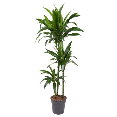 Dracaena Janet Craig - Ø24cm - 150cm - Zimmerpflanze - Immergrün