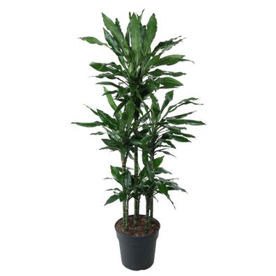 Dracaena Janet Lind Carrousel - Ø31cm - 140cm - Zimmerpflanze - Immergrün