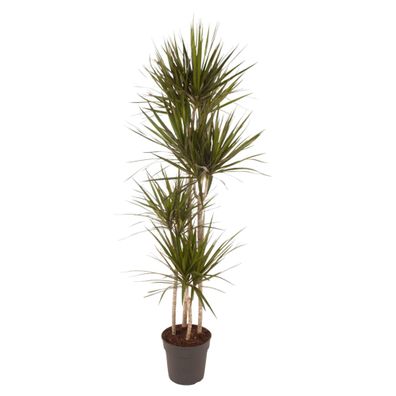 Dracaena Marginata - Ø27cm - 170-180cm - Zimmerpflanze - Immergrün