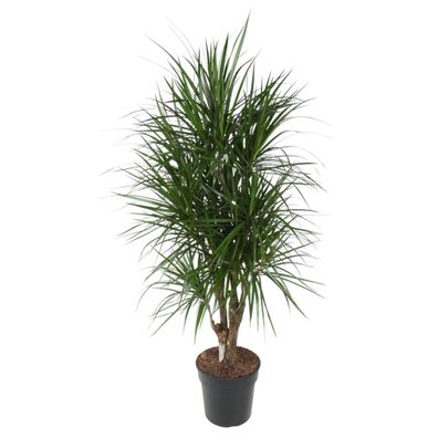Dracaena Marginata verzweigt - Ø31cm - 130-140cm - Zimmerpflanze - Immergrün