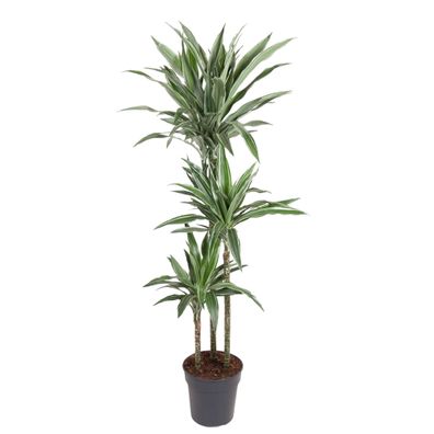 Dracaena Warneckei - Ø27cm - 90-100cm - Zimmerpflanze - Immergrün