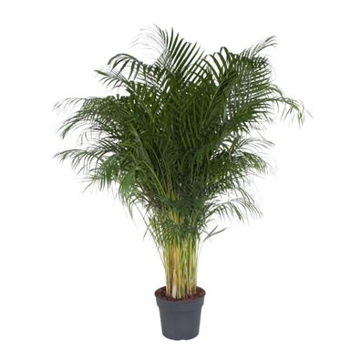 Dypsis Lutescens - Ø34cm - 190-200cm - Zimmerpflanze - Immergrün