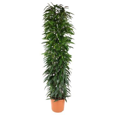 Ficus Alii King zuil - Ø35cm - 190-200cm - Zimmerpflanze - Immergrün