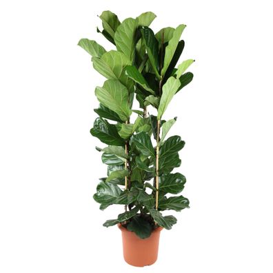 Ficus Lyrata Strauch - Ø40cm - 240cm - Zimmerpflanze - Immergrün