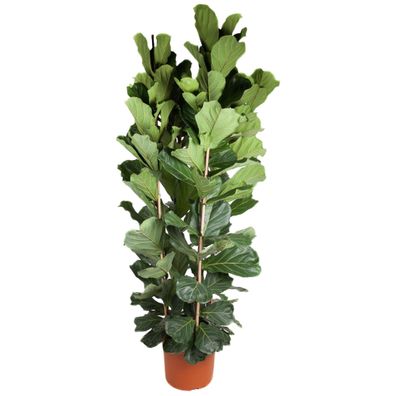 Ficus Lyrata Strauch - Ø48cm - 250cm - Zimmerpflanze - Immergrün