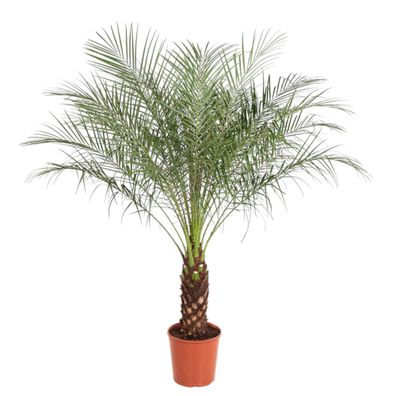 Phoenix Roebelenii - Ø30cm - 145-160cm - Zimmerpflanze - Immergrün