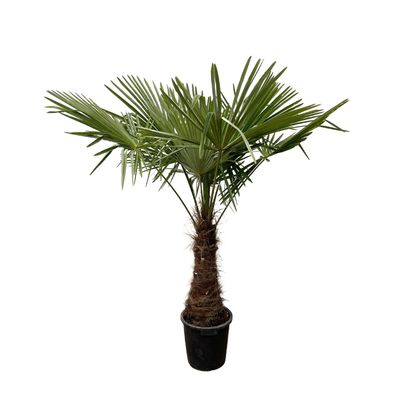 Trachycarpus - Ø40cm - 215-225cm - Gartenpflanze