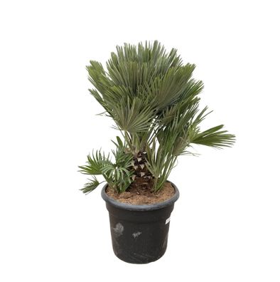 Chamaerops Humilis compact - Ø45cm - 90-100cm - Gartenpflanze