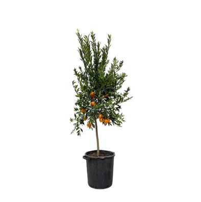 Citrus Mandarino - Ø40cm - 200cm - Gartenpflanze