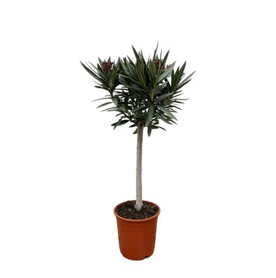 Nerium Oleander am Stiel mit Weiße bloem - Ø19cm - 80-90cm - Gartenpflanze