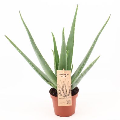 Aloe Vera - Ø14cm - 45cm - Zimmerpflanze - Immergrün - Kakteen und Sukkulenten