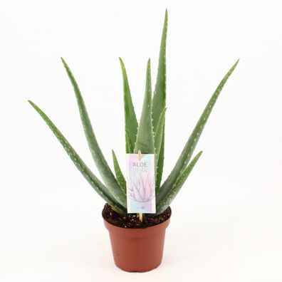 Aloe Vera - Ø14cm - 45cm - Zimmerpflanze - Immergrün - Kakteen und Sukkulenten