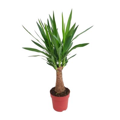 Yucca "Maya Tree" - Ø19cm - 80cm - Zimmerpflanze - Immergrün