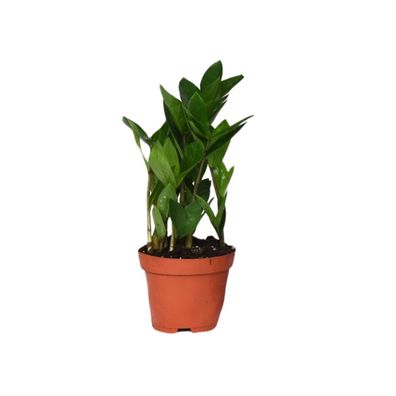 Zamioculcas - Ø12cm - 30cm - Zimmerpflanze - Immergrün