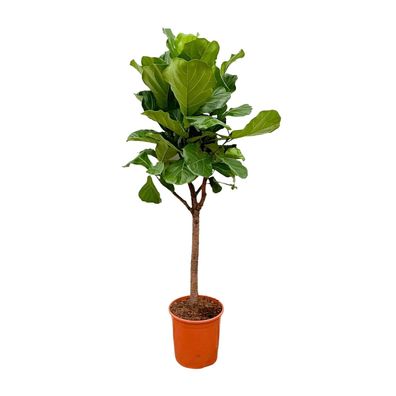 Ficus Lyrata boom - Ø30cm - 180cm - Zimmerpflanze - Immergrün