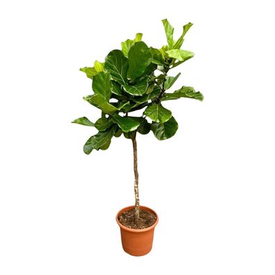 Ficus Lyrata boom - Ø40cm - 210cm - Zimmerpflanze - Immergrün