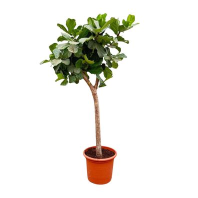 Ficus Lyrata boom - Ø42cm - 230cm - Zimmerpflanze - Immergrün