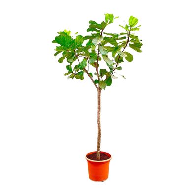 Ficus Lyrata boom - Ø55cm - 300cm - Zimmerpflanze - Immergrün