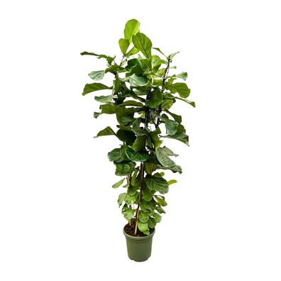 Ficus Lyrata Strauch - Ø40cm - 200cm - Zimmerpflanze - Immergrün