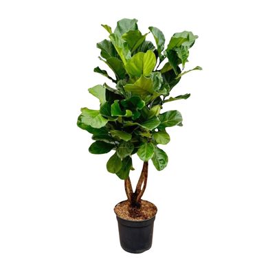 Ficus Lyrata verzweigt - Ø32cm - 200cm - Zimmerpflanze - Immergrün