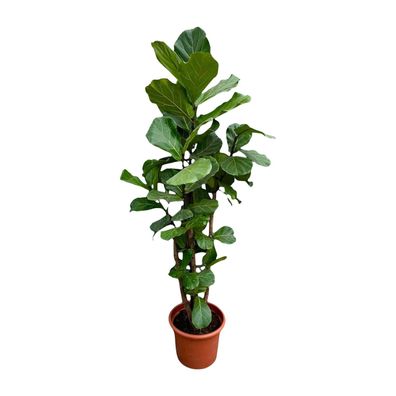 Ficus Lyrata verzweigt - Ø40cm - 230cm - Zimmerpflanze - Immergrün