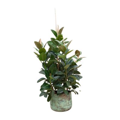 Ficus Lyrata verzweigt - Ø38cm - 150cm - Zimmerpflanze - Immergrün