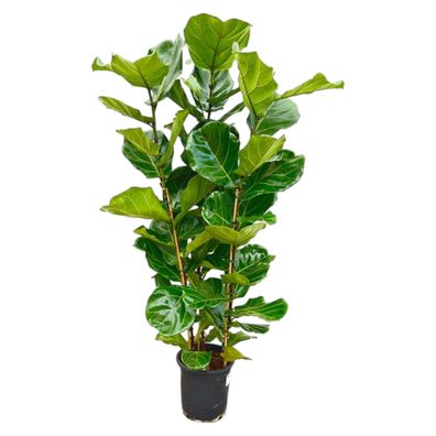 Ficus Lyrata Strauch - Ø30cm - 160cm - Zimmerpflanze - Immergrün