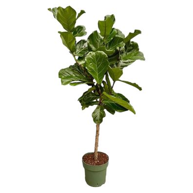 Ficus Lyrata stam - Ø27cm - 160cm - Zimmerpflanze - Immergrün