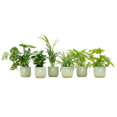 Überraschungsbox - 6 Pflanzen inklusive elho Vibes Fold Round sorbet green - Ø14