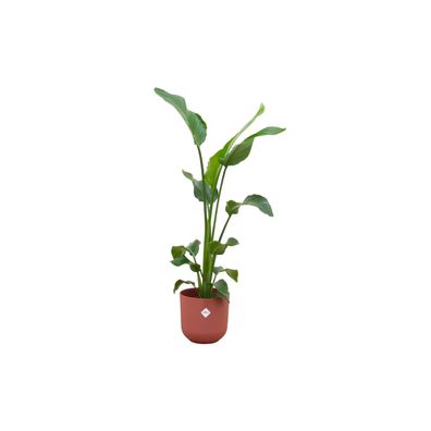 Strelitzia Nicolai einschließlich elho Jazz Round rot - Ø23cm - 90-100cm - Zimme