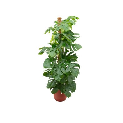 Monstera Pertusum XL einschließlich elho Jazz Round rot - Ø26cm - 140-150cm - Zi