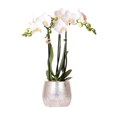 weiße Phalaenopsis Orchidee - Amabilis + Elite Topf silber- Topfgröße - hoch