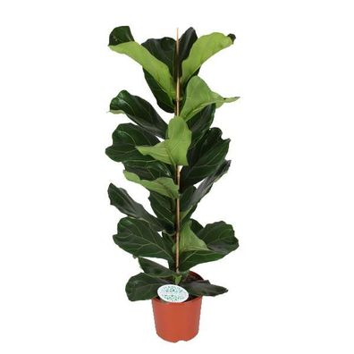 Ficus Lyrata - Ø21cm - 90cm - Zimmerpflanze - Immergrün