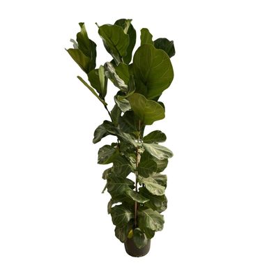 Ficus Lyrata Strauch - Ø30cm - 180cm - Zimmerpflanze - Immergrün