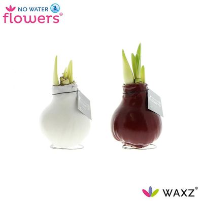 No Water Flowers Waxz Colorz - 2 Stücke - Ø7cm - 15cm - Zimmerpflanze - Multideal