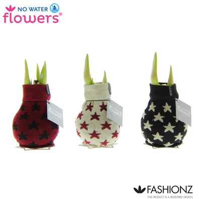 No Water Flowers Fashionz Patternz Star - 3 Stücke - Ø7cm - 15cm - Zimmerpflanze