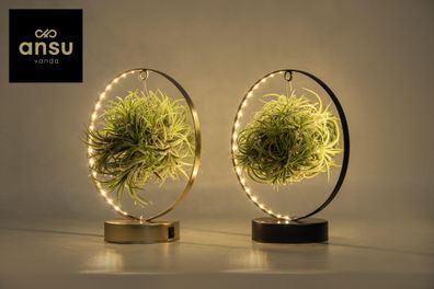 Tillandsia Led Auflage - 2 Stück - Ø11cm - 23cm - Zimmerpflanze - Multideal