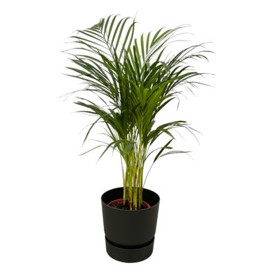 Areca-Palme einschließlich elho Greenville Rund schwarz - Ø19cm - 75-85cm - Zimm