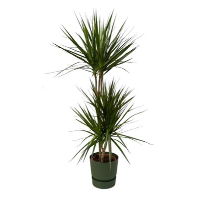 Dracaena Marginata einschließlich elho Greenville Rundes Grün - Ø21cm - 110-120