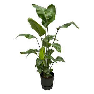 Strelitzia Nicolai einschließlich elho Greenville Round black - Ø30cm - 150-160c